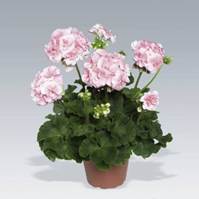 muškáty-pelargonie-zonale-Salmon Princess.jpg :: Muškáty