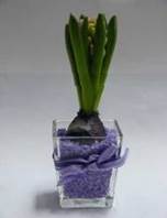 Hyacint ve skle