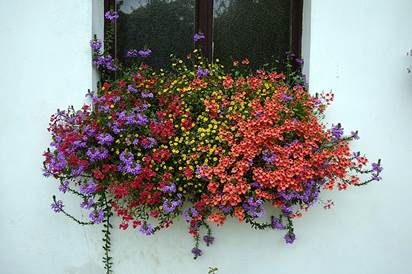 balkonové květiny