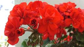 Květy pelargonií mohou mít různé barvy, velmi častý je červený odstín.