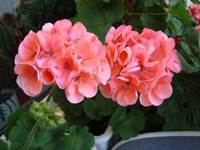 Pelargonium zonale ´CALAIS´ - LUMIGREEN.sk - Váš obľúbený internetový obchod s rastlinami 