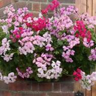 Muškát převislý Summer Showers - směs barev - pelargonium peltatum - prodej semen pelargonií - 5 ks