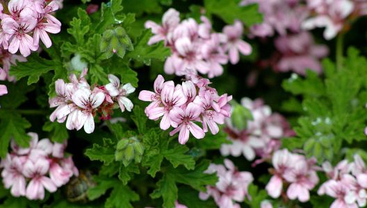 Jako trvalky se pěstují většinou pouze vzácnější druhy pelargonií.