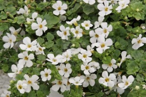 sutera-bacopa.jpg