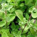 MAJORÁNKA ( Origanum majorana) 