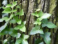 Hedera helix - břečťan popínavý