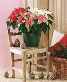 5902-poinsettia-poinsecie-vanocni-hvezda-1.jpg