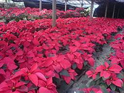 https://upload.wikimedia.org/wikipedia/commons/thumb/5/50/Poinsettia%2C_Impasug-ong.JPG/220px-Poinsettia%2C_Impasug-ong.JPG