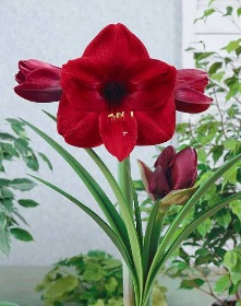 Hippeastrum