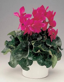 Brambořík (cyclamen) | Květiny Bodypoint